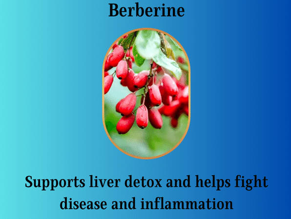 berberine helps fight inflammation and disease